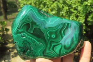 Polished Flower Banded Malachite Free Forms x 2 From Congo