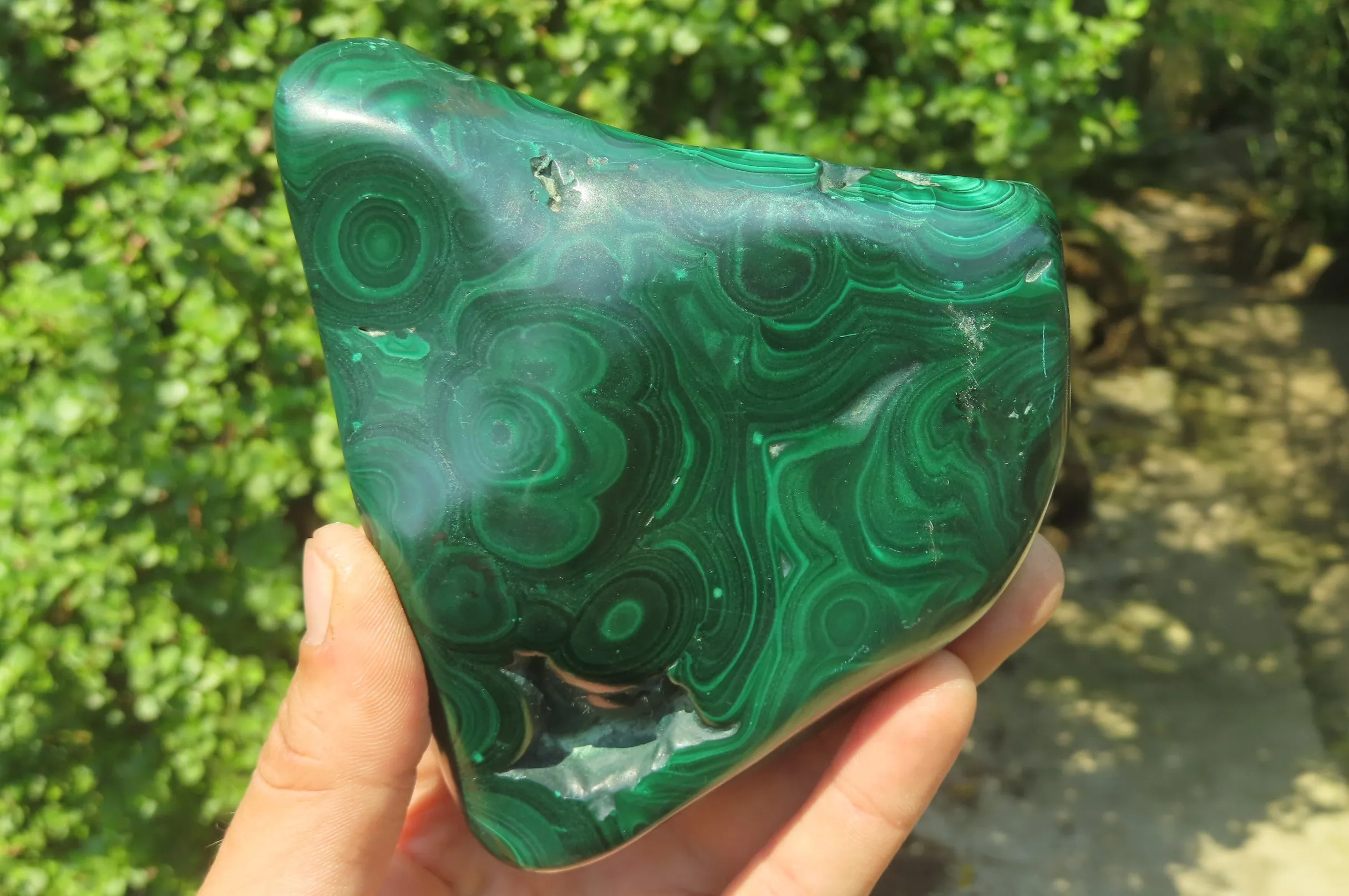 Polished Flower Banded Malachite Free Forms x 2 From Congo